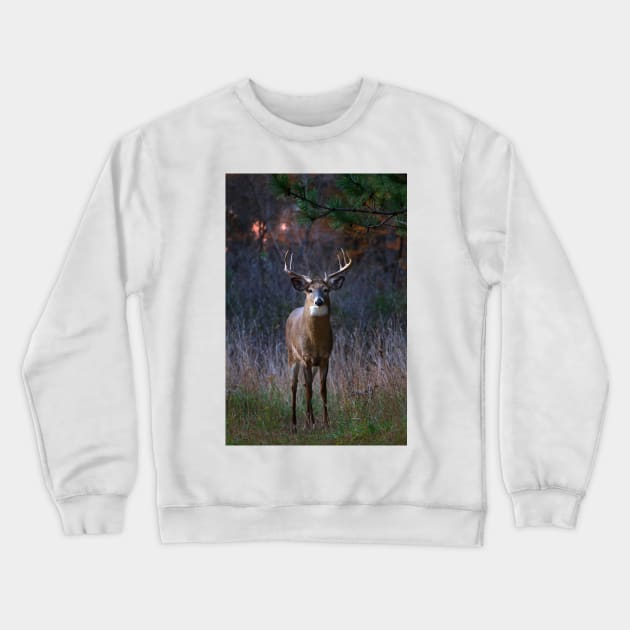 White-tailed deer Crewneck Sweatshirt by Jim Cumming